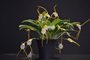 Masdevallia mejiana