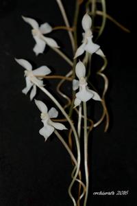 Aerangis kotschyana