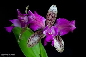 Cattleya tigrina