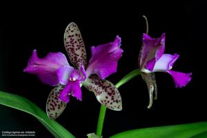 Cattleya tigrina