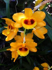 Dendrobium denneanum