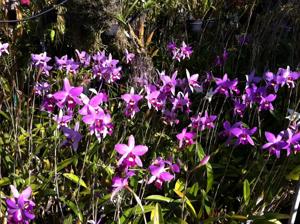 Laelia anceps