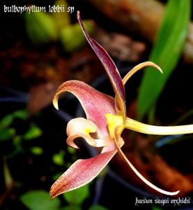 Bulbophyllum lobbii