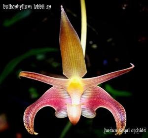 Bulbophyllum lobbii