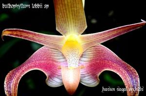 Bulbophyllum lobbii