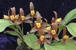 Lycaste lasioglossa