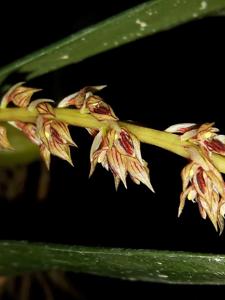 Bulbophyllum macrocoleum