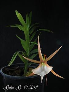 Angraecum viguieri