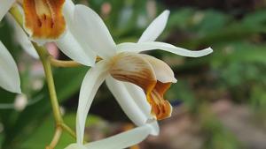 Coelogyne flaccida