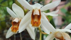 Coelogyne flaccida