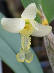 Dendrobium xantholeucum