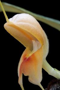 Masdevallia medinae