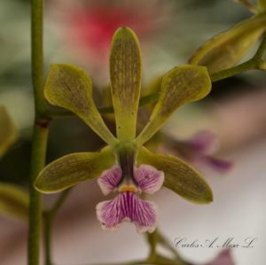 Encyclia replicata