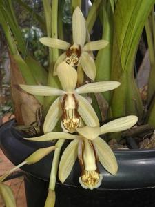 Coelogyne tomentosa