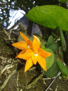 Cattleya cernua