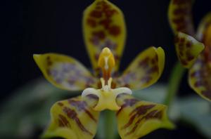 Phalaenopsis pantherina