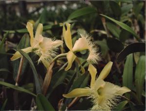 Rhyncholaelia digbyana