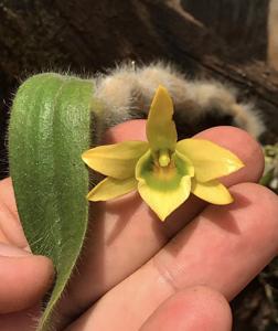 Dendrobium senile