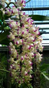 Aerides quinquevulnera