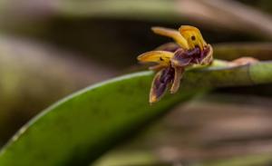 Acianthera aphthosa