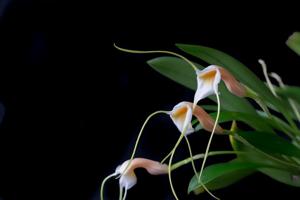Masdevallia constricta