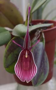 Restrepia purpurea