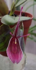 Restrepia purpurea