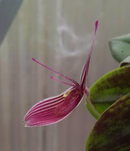 Restrepia purpurea
