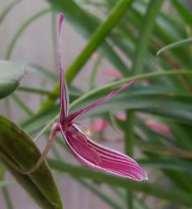 Restrepia purpurea
