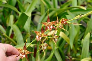 Rhynchostele cordata