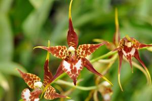 Rhynchostele cordata