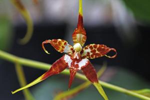 Rhynchostele cordata