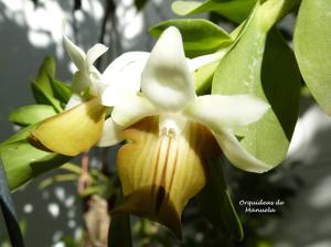 Dendrobium ellipsophyllum