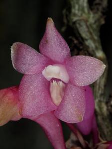 Dendrobium aphanochilum