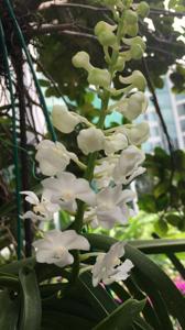 Rhynchostylis coelestis