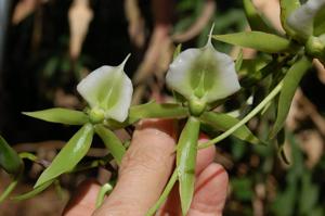 Angraecum eburneum