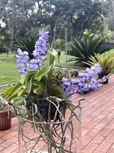 Rhynchostylis coelestis