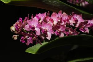 Rhynchostylis gigantea