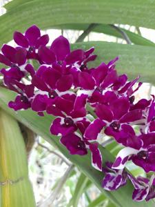 Rhynchostylis gigantea