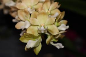 Rhynchostylis gigantea