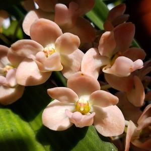 Rhynchostylis gigantea