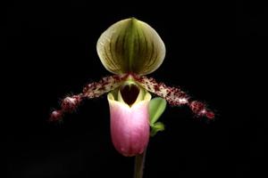 Paphiopedilum glaucophyllum