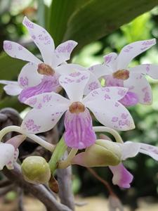 Rhynchostylis gigantea subsp. violacea