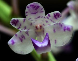 Rhynchostylis retusa