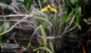 Bulbophyllum quadrangulare