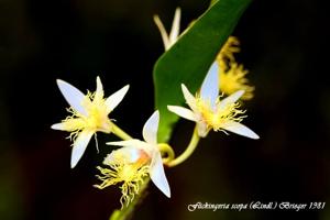 Dendrobium scopa