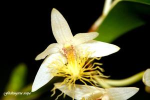 Dendrobium scopa