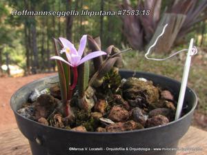 Cattleya liliputana