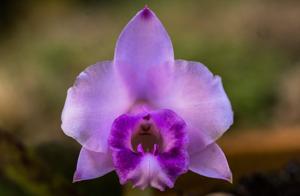 Cattleya alaorii