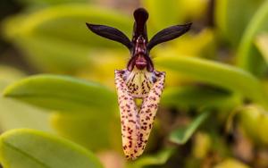 Bulbophyllum lasiochilum